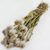 Buy Dried Poppy Heads.jpg