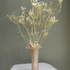 Ammi Majus Plant.jpg