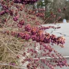 american beautyberry for sale .jpg