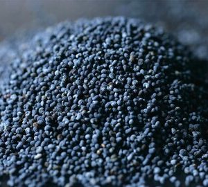 Blue Poppy Pods Seeds.jpg