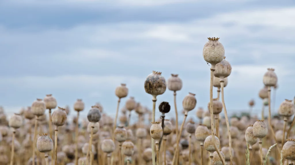 Blue Poppy Seeds Plant.jpg