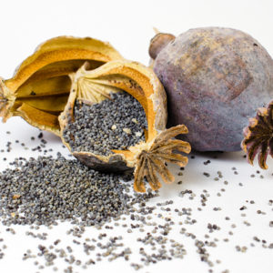 Poppy pods seeds for sale.jpg