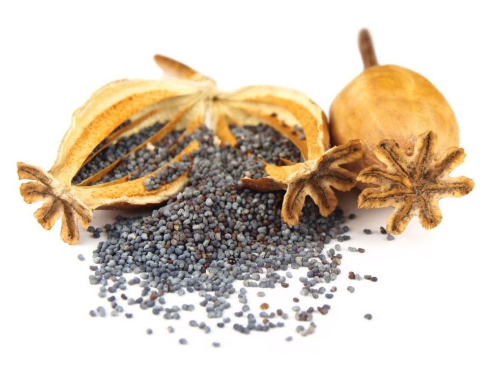 how to extract opium from dried poppy pods!.jpg