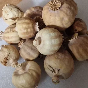 Dried poppy pod heads