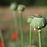 GREEN POPPY PODS HEADS.jpg