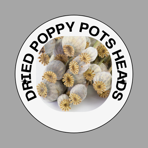 Dried Poppy Pots head