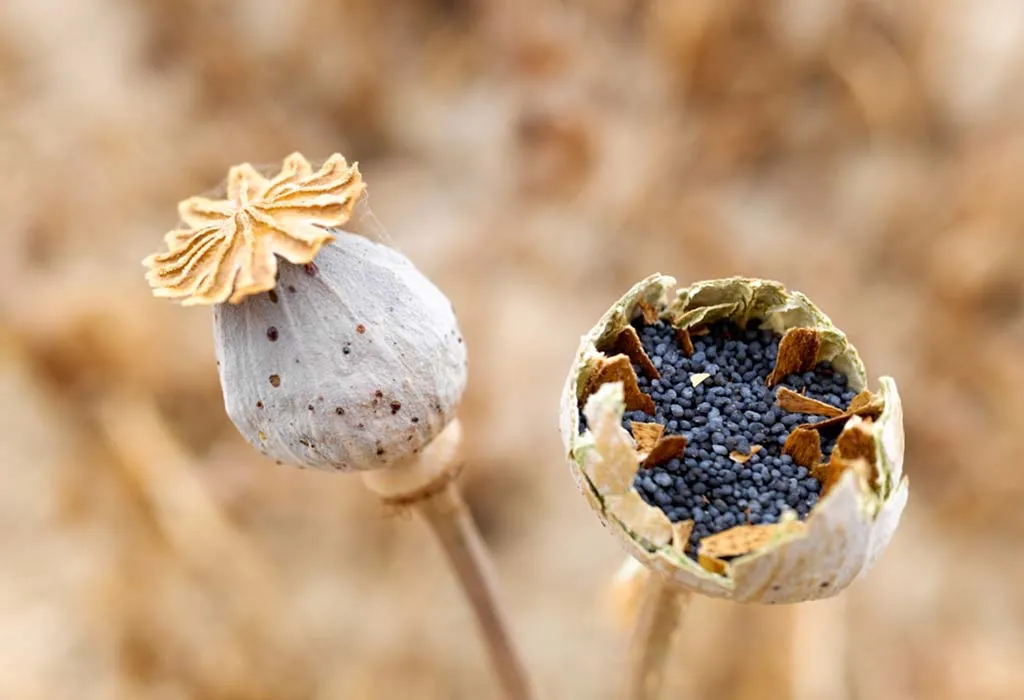 Dry poppy heads near me.jpg
