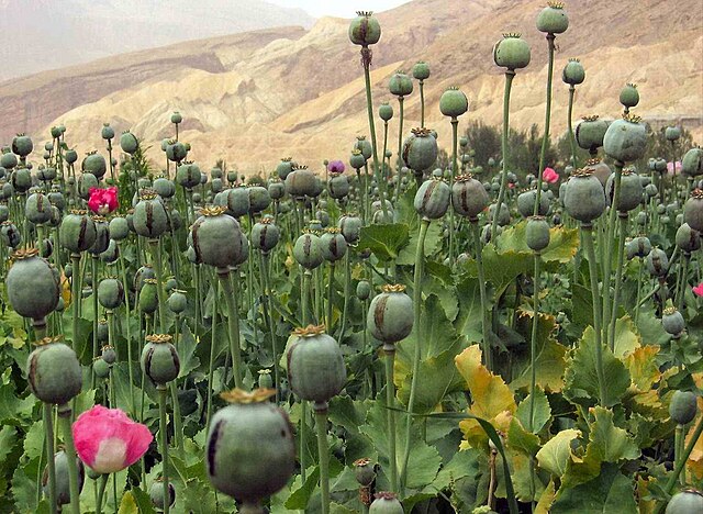 Buy Wholesale Green Poppy Pods Online.jpg