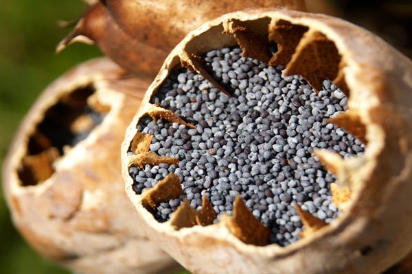 poppy seedsjpg