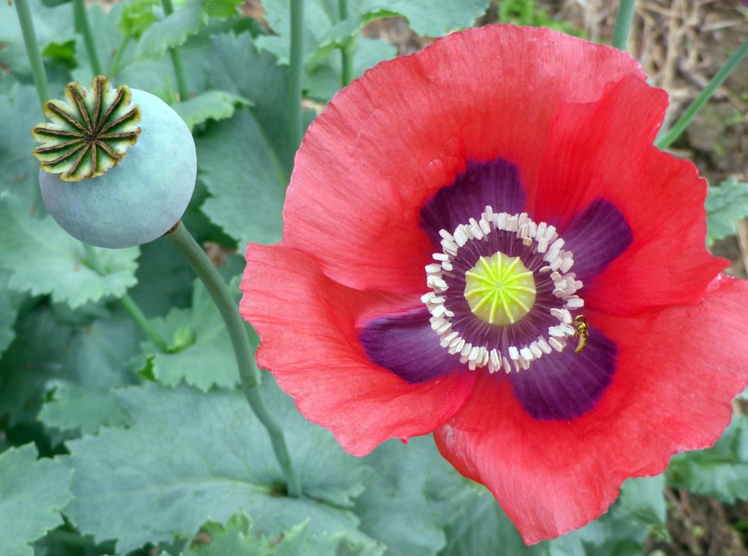 poppy flowers.jpg