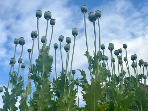 poppy seed flower.jpg